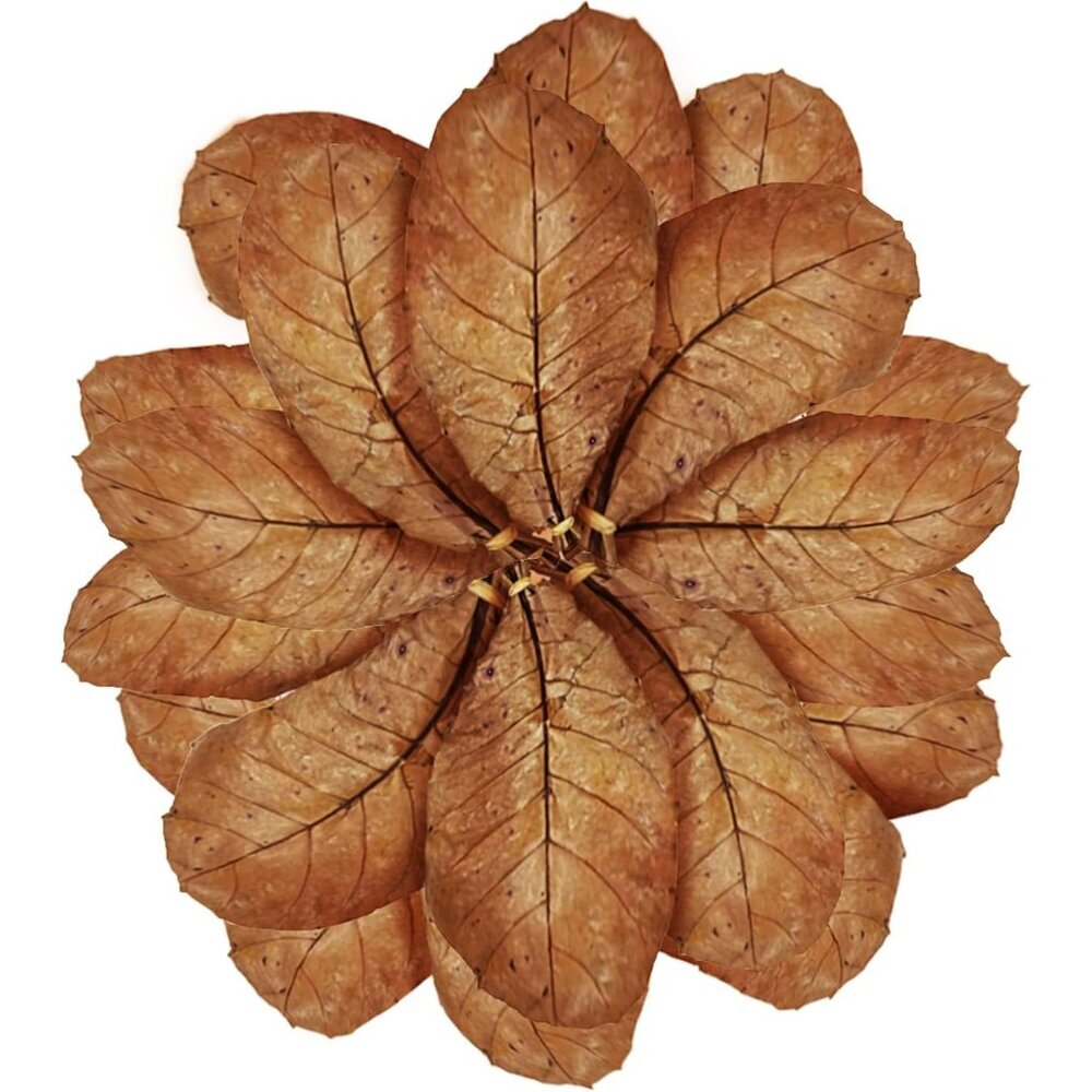 20 Pcs Large Catappa Indian Almond Leaves for Fish Aquarium Tank, 7-8 Inches, Le